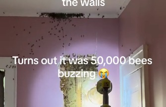 דבורים בקירות